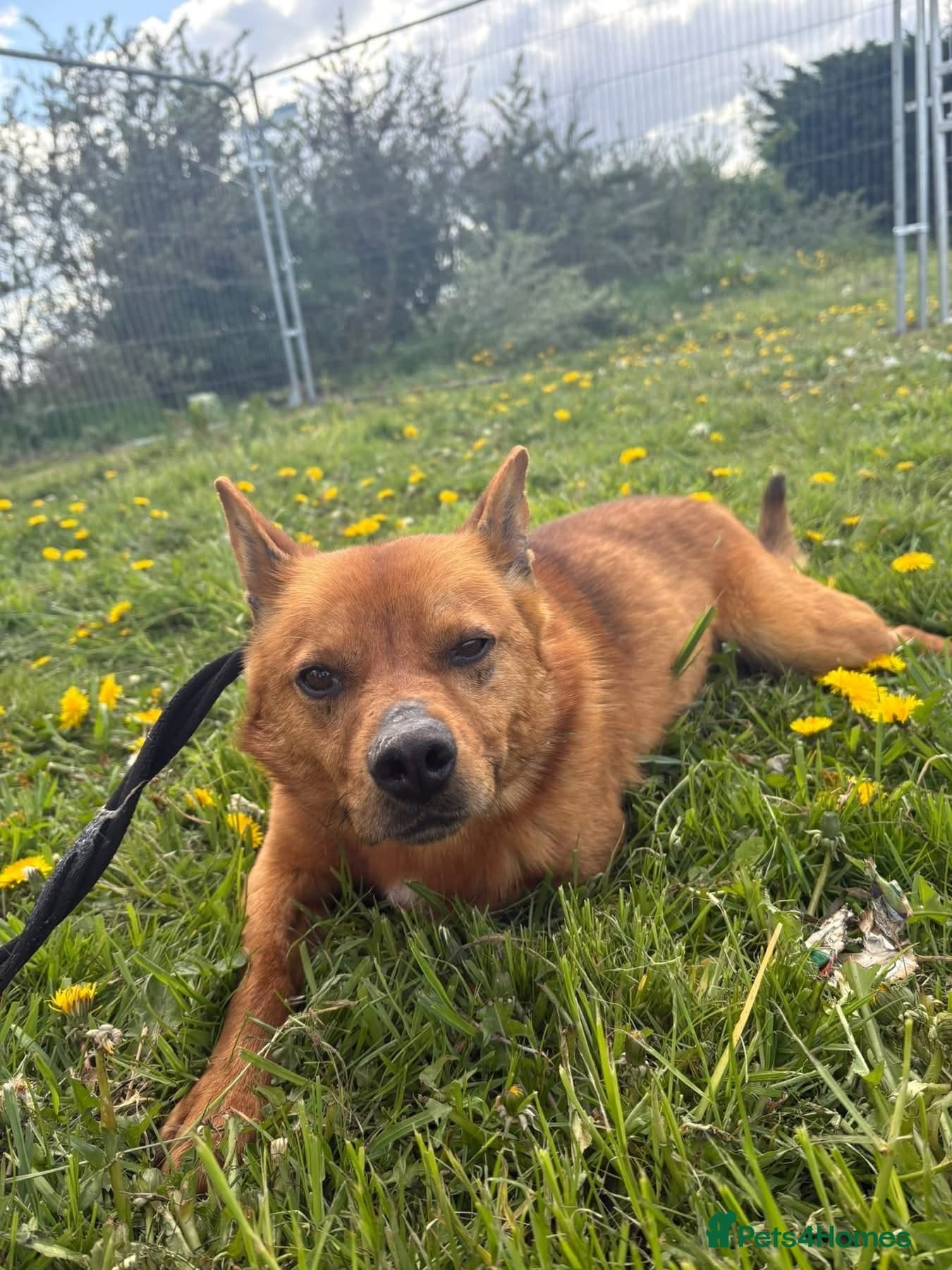 Eli - Norwich Norfolk photo 19