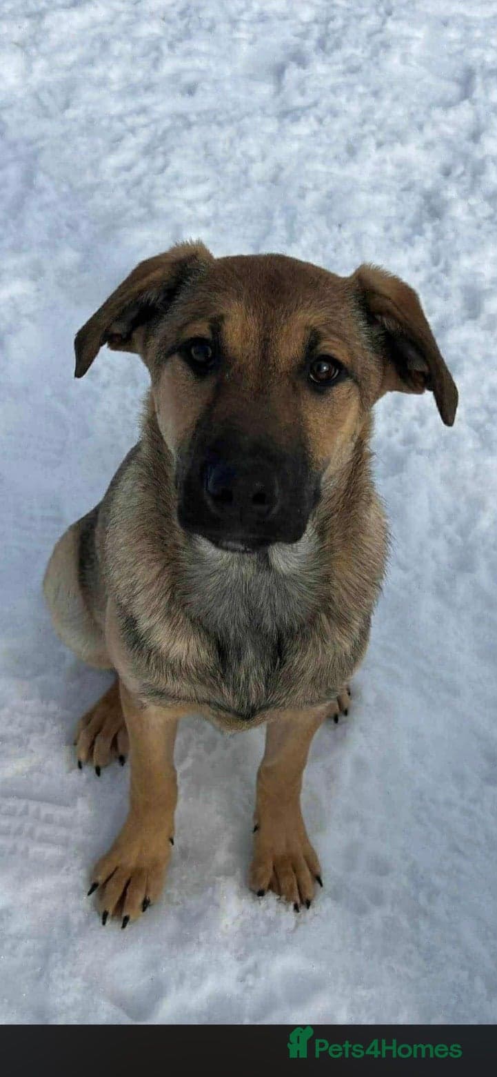 Clover - new info and photos/videos🍀 photo 3