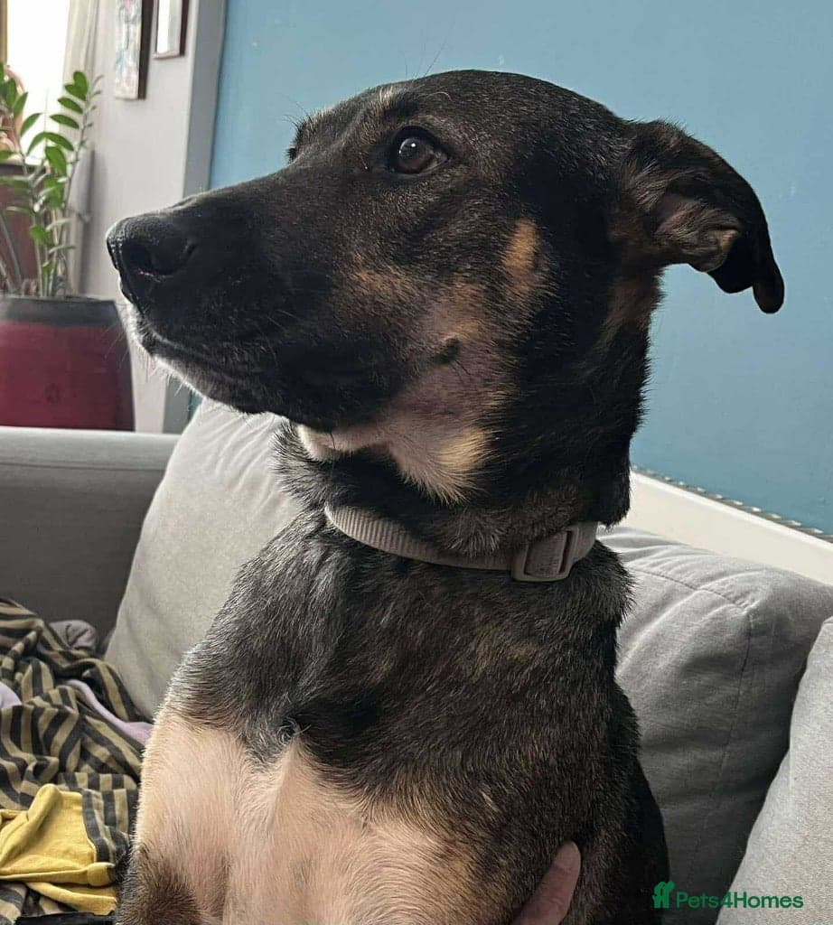 Anthi - in UK Foster (Colchester) photo 7