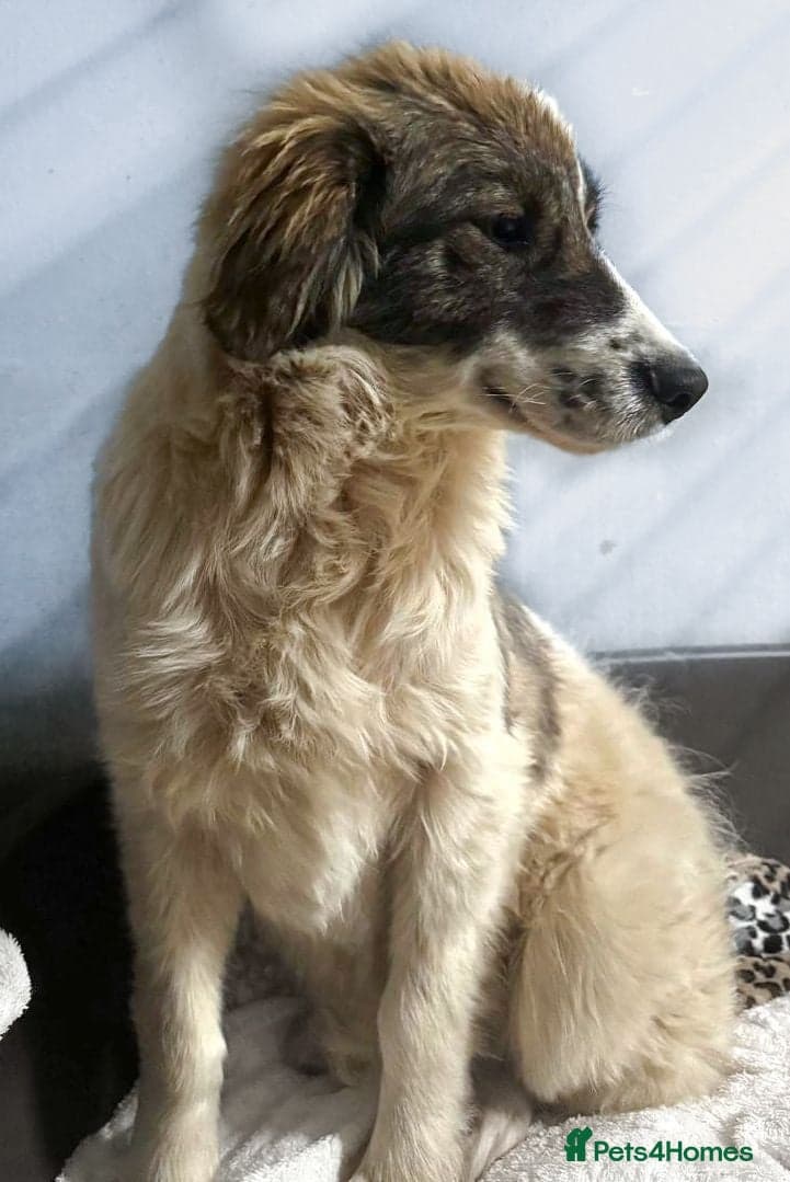 Meet Hannah and Honey !!! photo 3