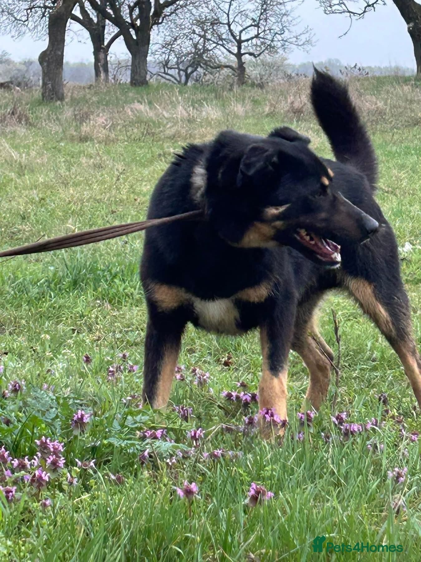 Romeo - Norwich Norfolk photo 6