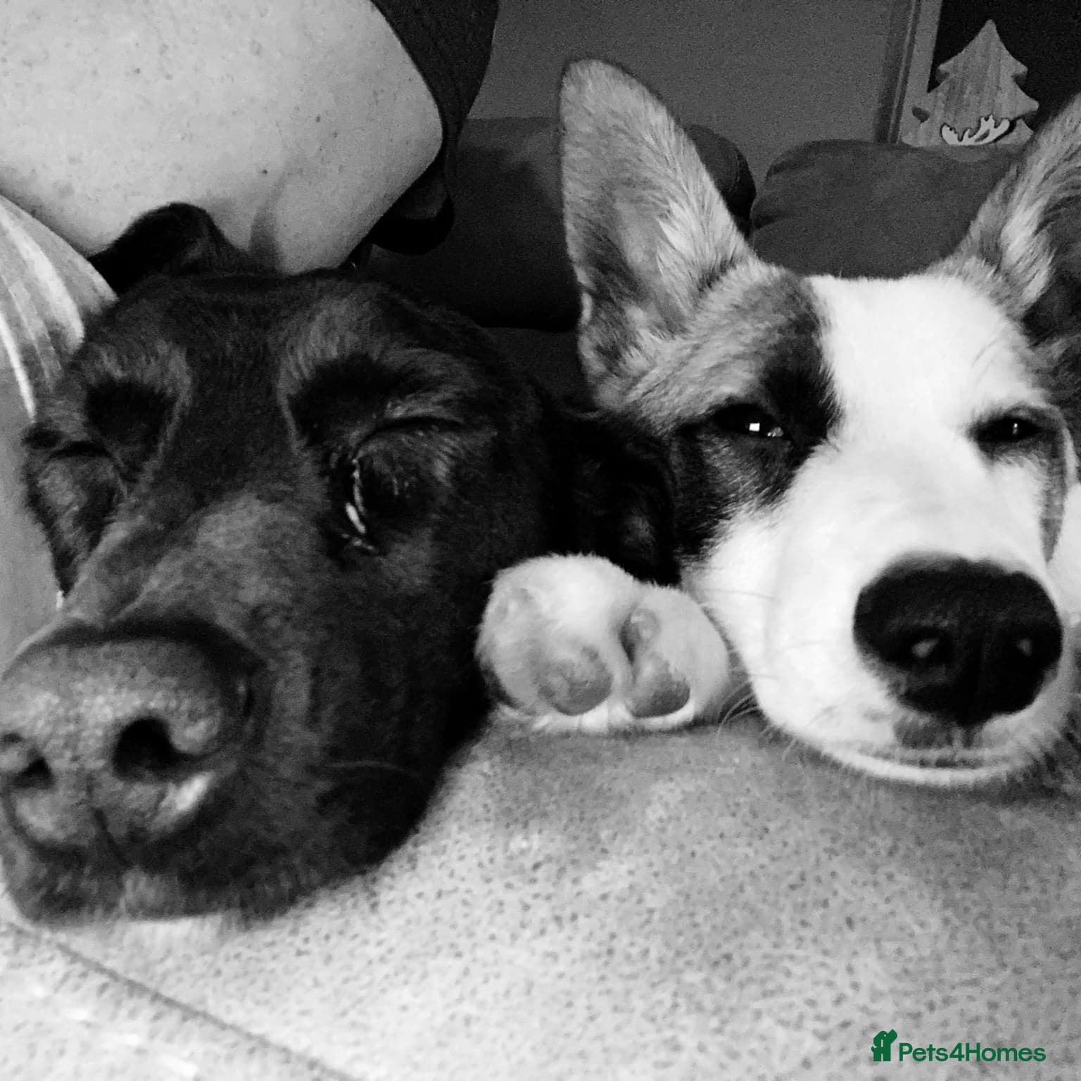 ๏ธ๐ถ bela photo 5