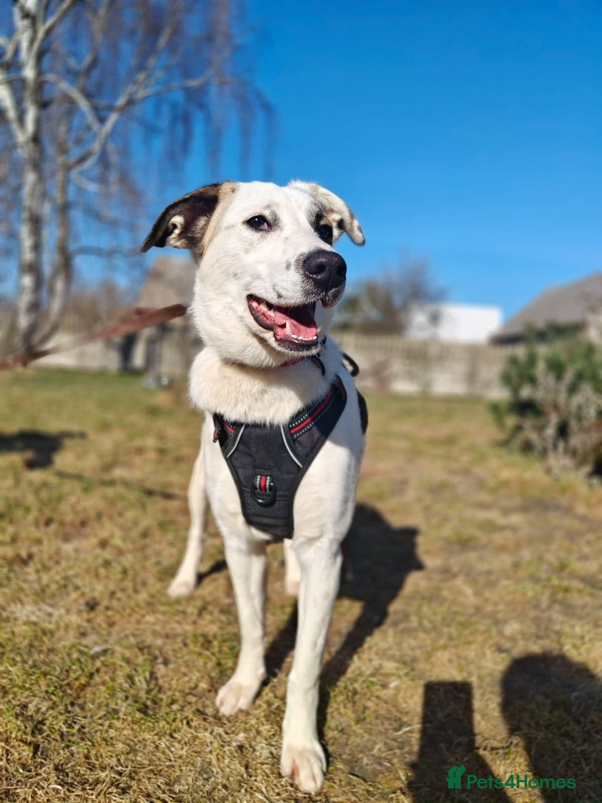 ️PLIAMKA❤️9-month-old loving and playful girl photo 19
