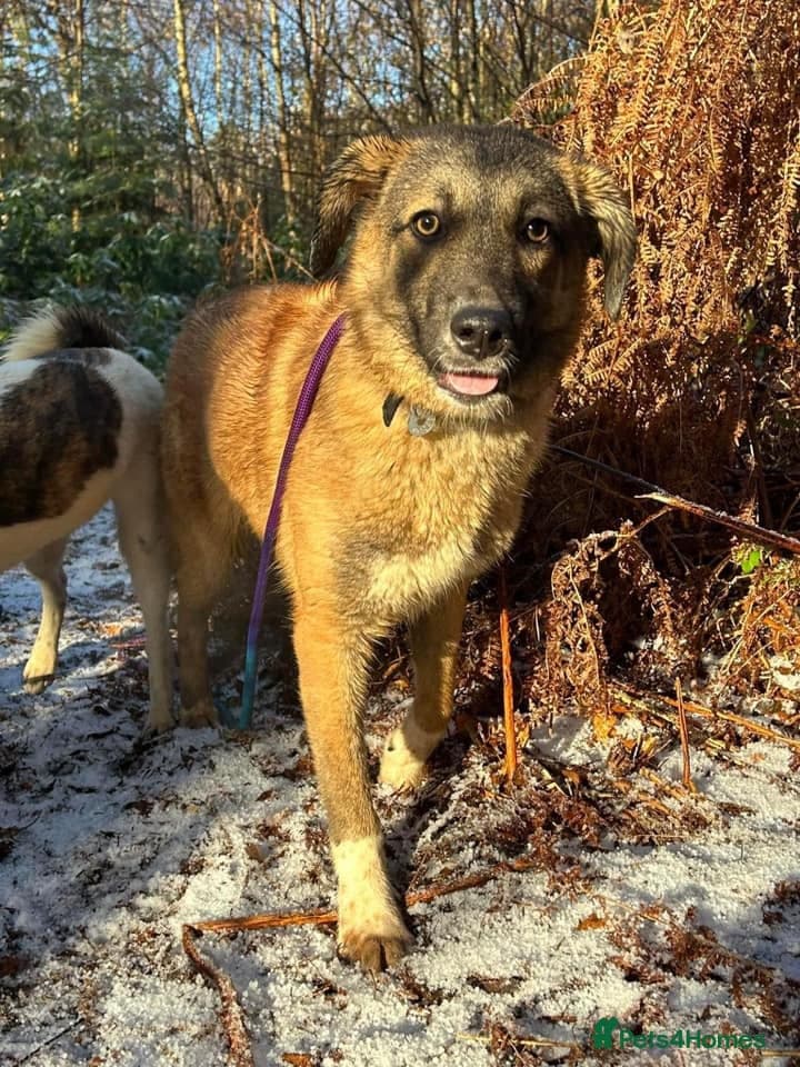 Levi - Norwich Norfolk photo 36