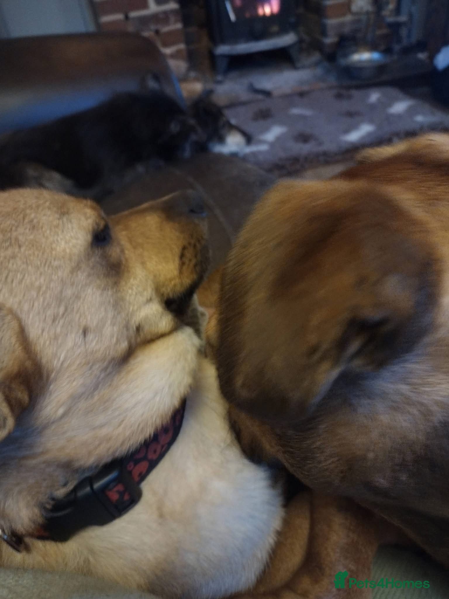 Rescue boy Noodle photo 15