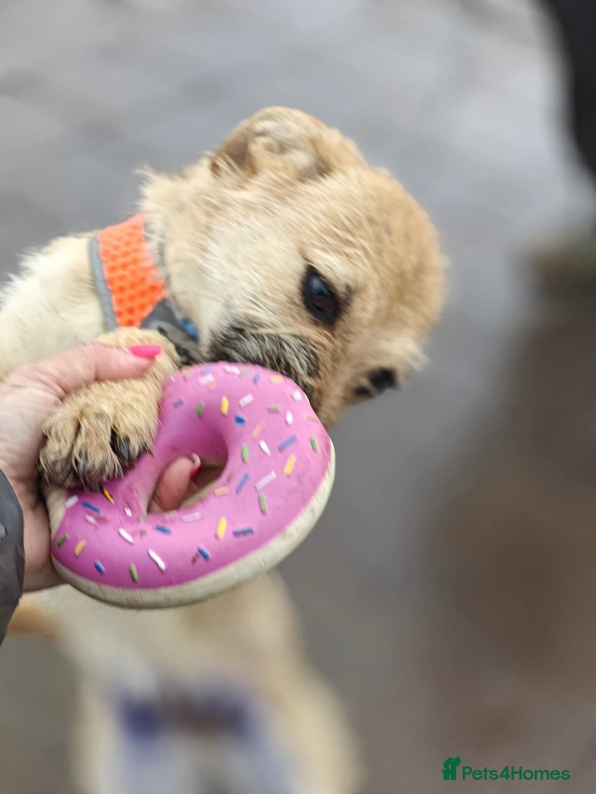 ๏ธ๐ถ bekki photo 9