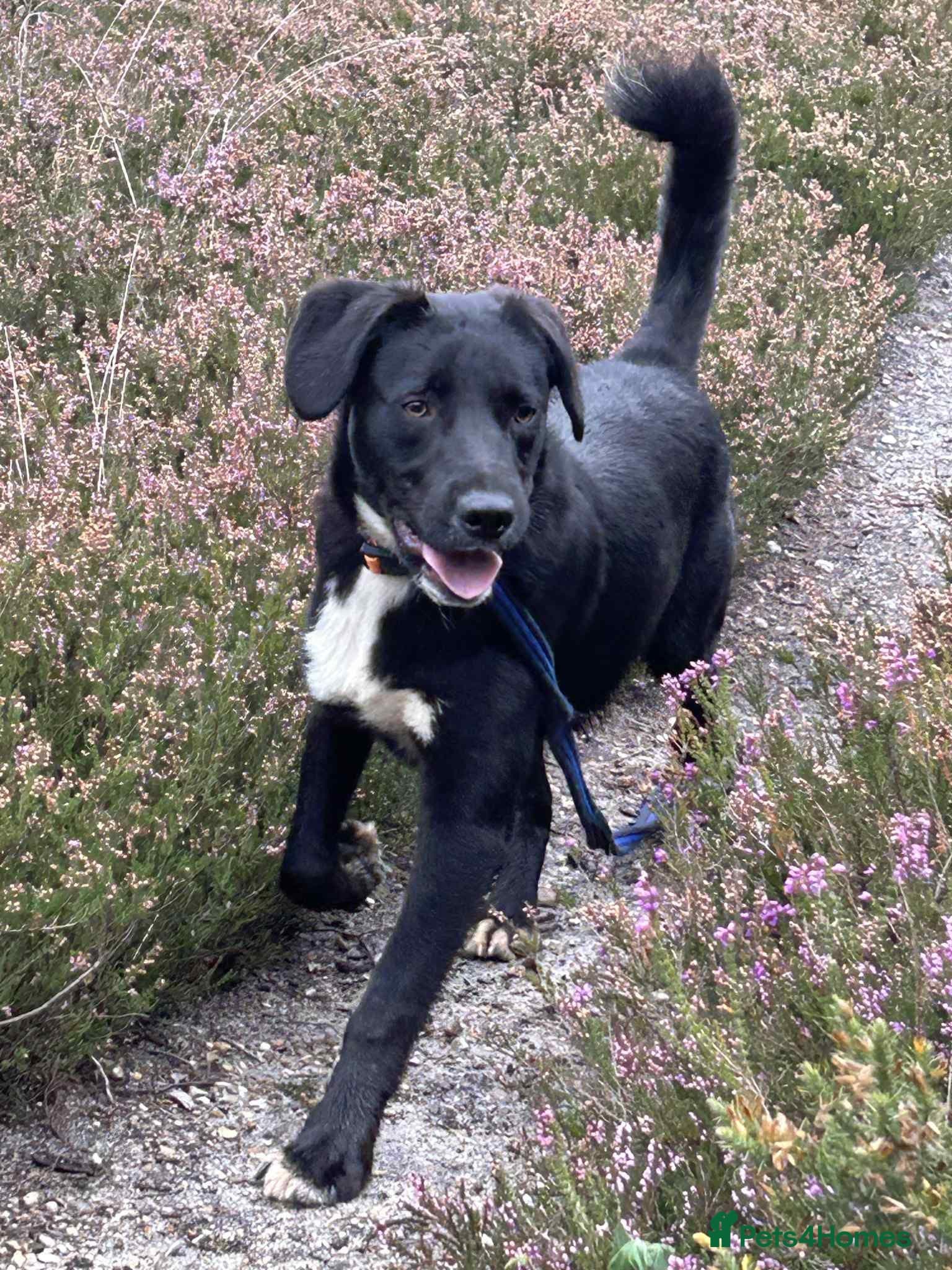 Barney - Norwich norfolk photo 9