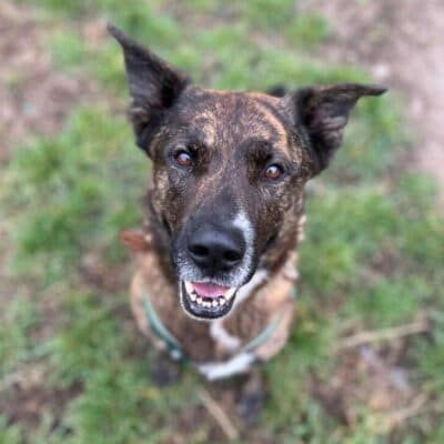 Zeus — Hollandse Herdeshond