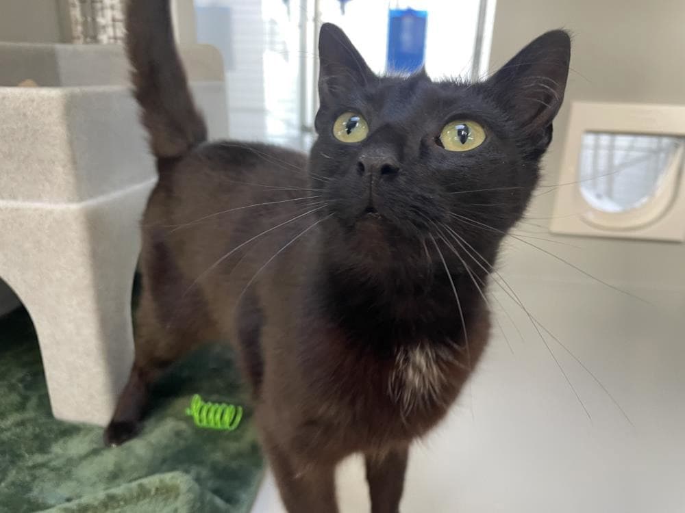 Thunder — Domestic Cat