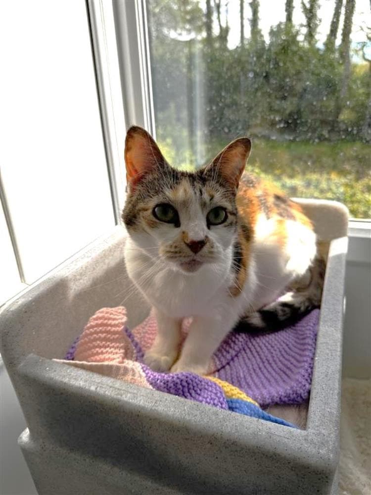 Sadie — Domestic Cat