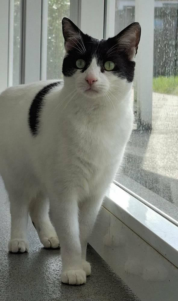 Buddy — Domestic Cat