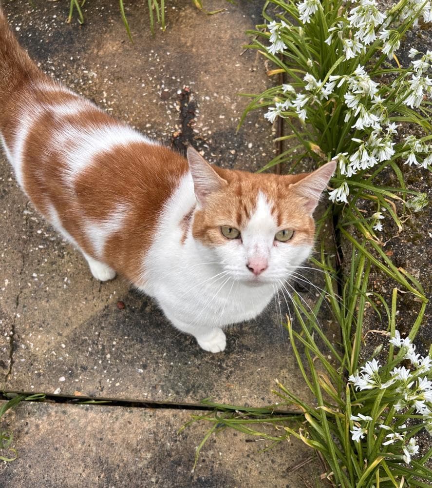 Fluff — Domestic Cat