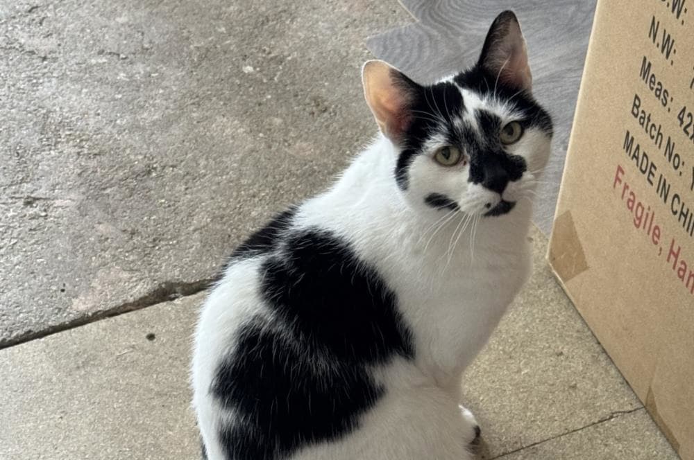 Halo — Domestic Cat