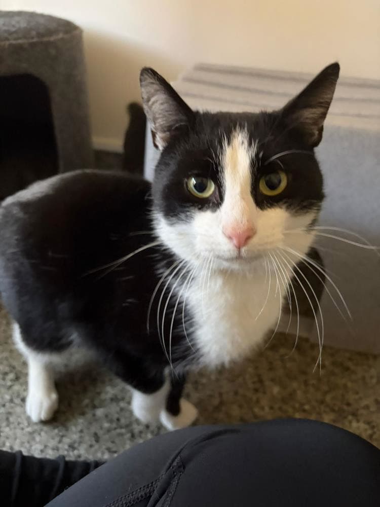 Christian — Domestic Cat