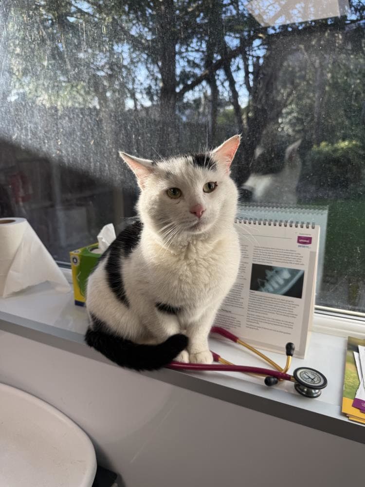 Big Reg — Domestic Cat