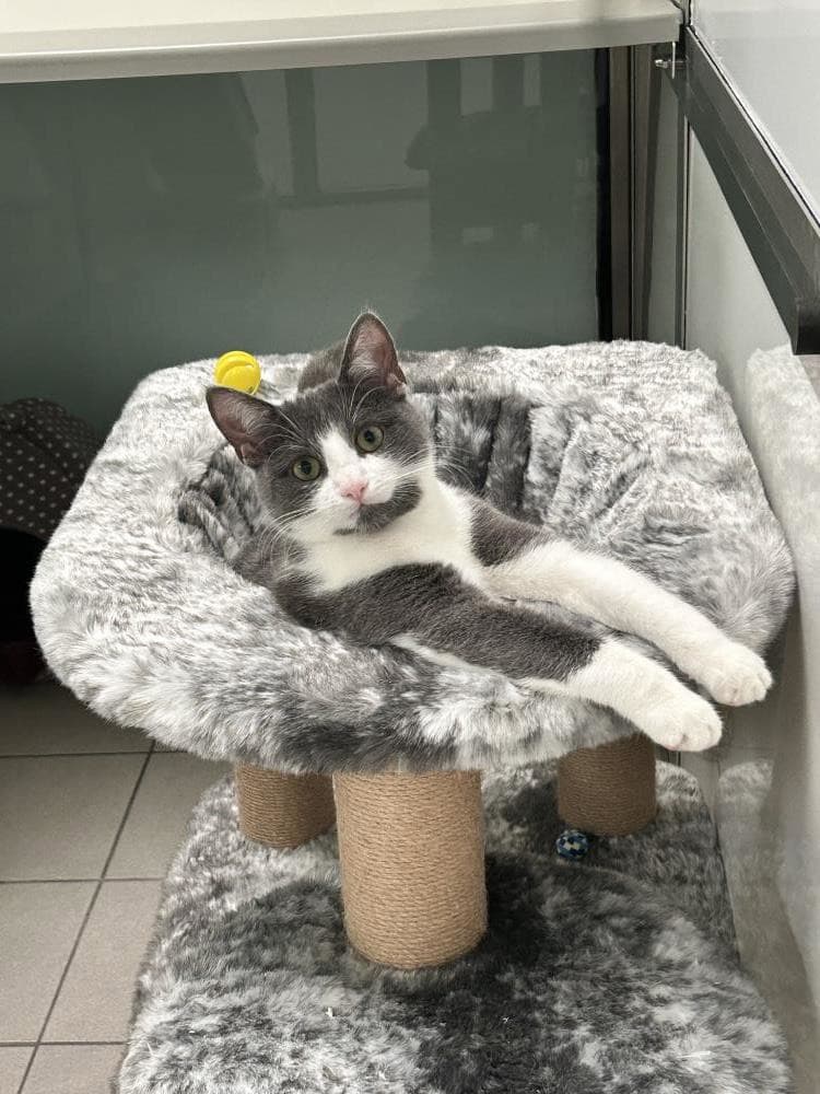 Clover — Domestic Cat