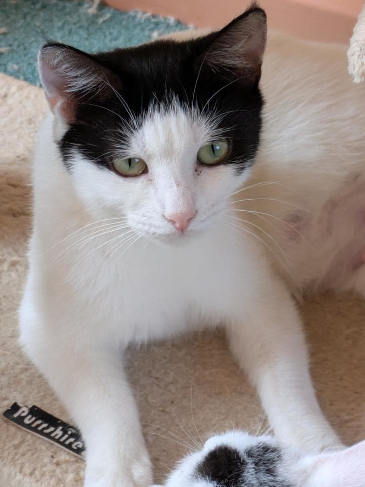 Abbie — Domestic Cat