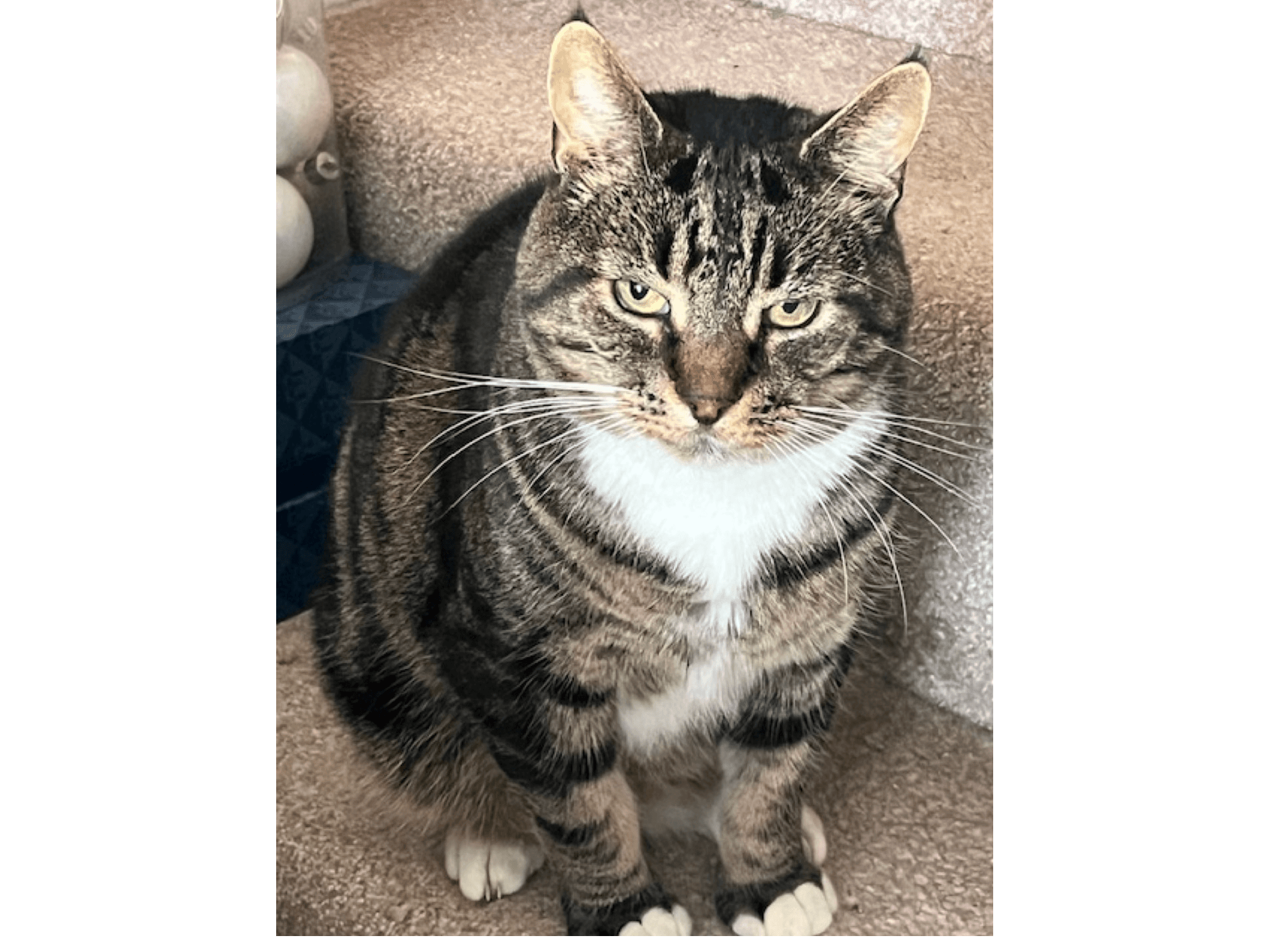 Charlie — Domestic Cat
