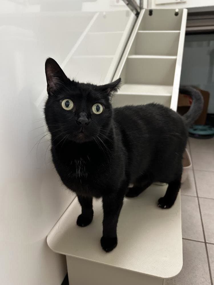 Ambrose — Domestic Cat