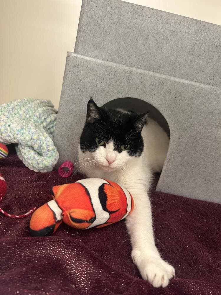 Bonnie — Domestic Cat