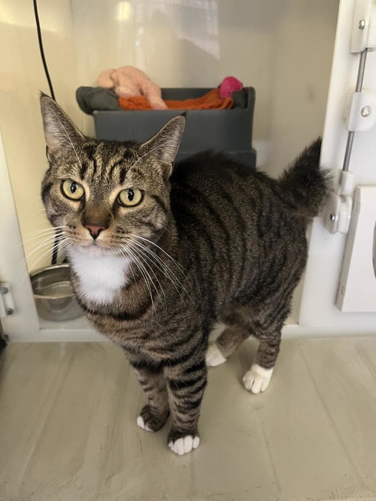 Cody — Domestic Cat