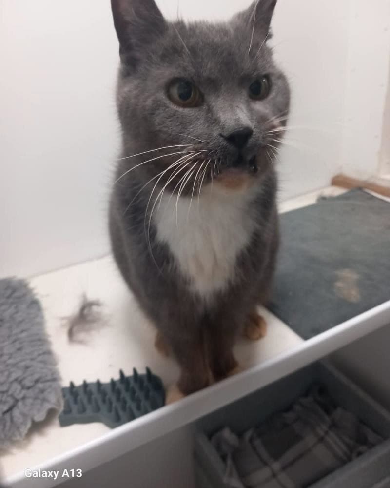 Betty — Domestic Cat