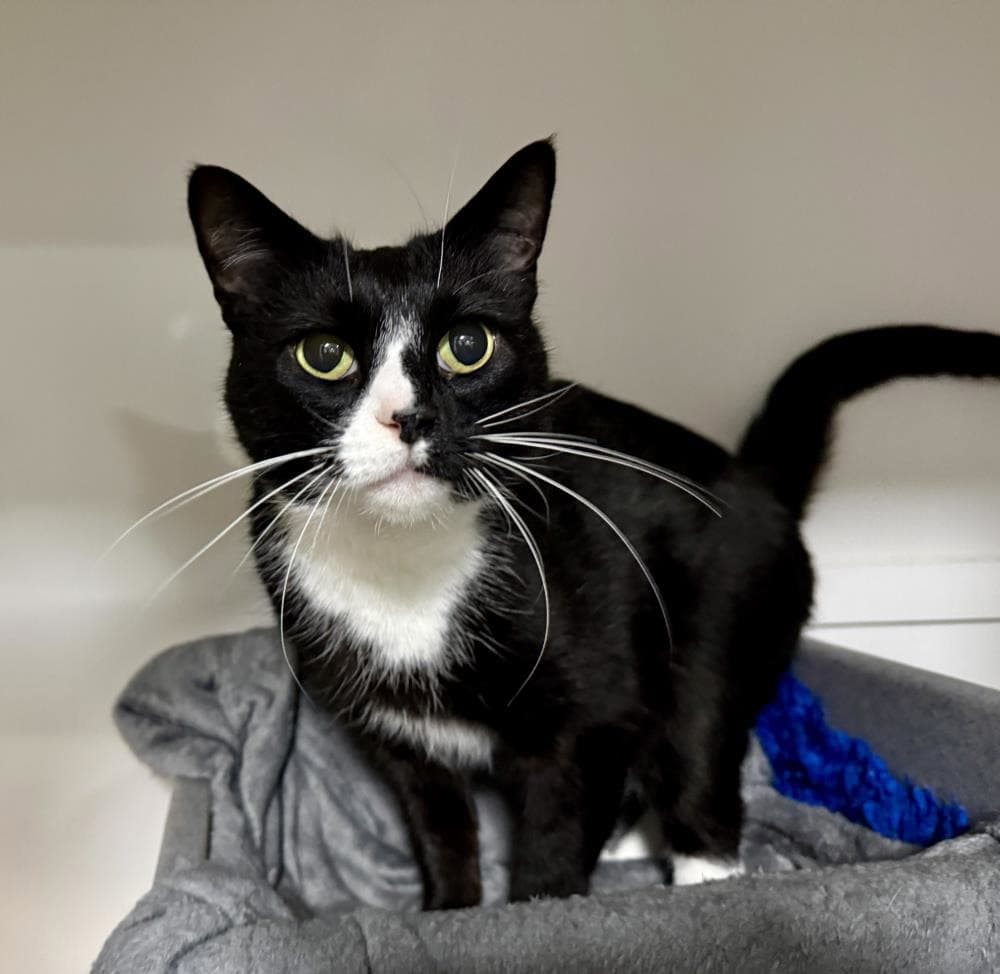 Frankie — Domestic Cat