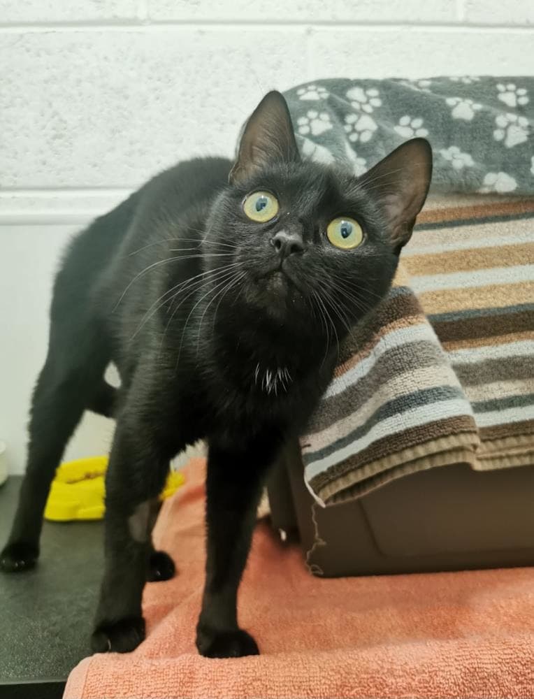 Storm — Domestic Cat