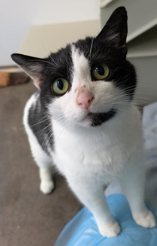 Mumma Cat — Domestic Cat