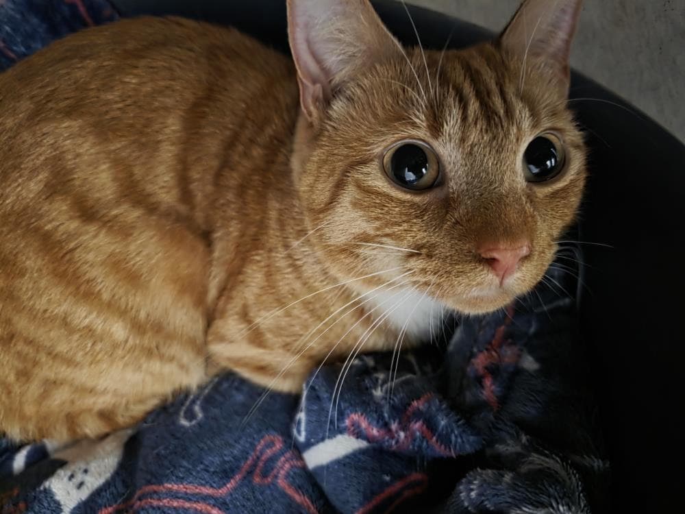 Rex — Domestic Cat