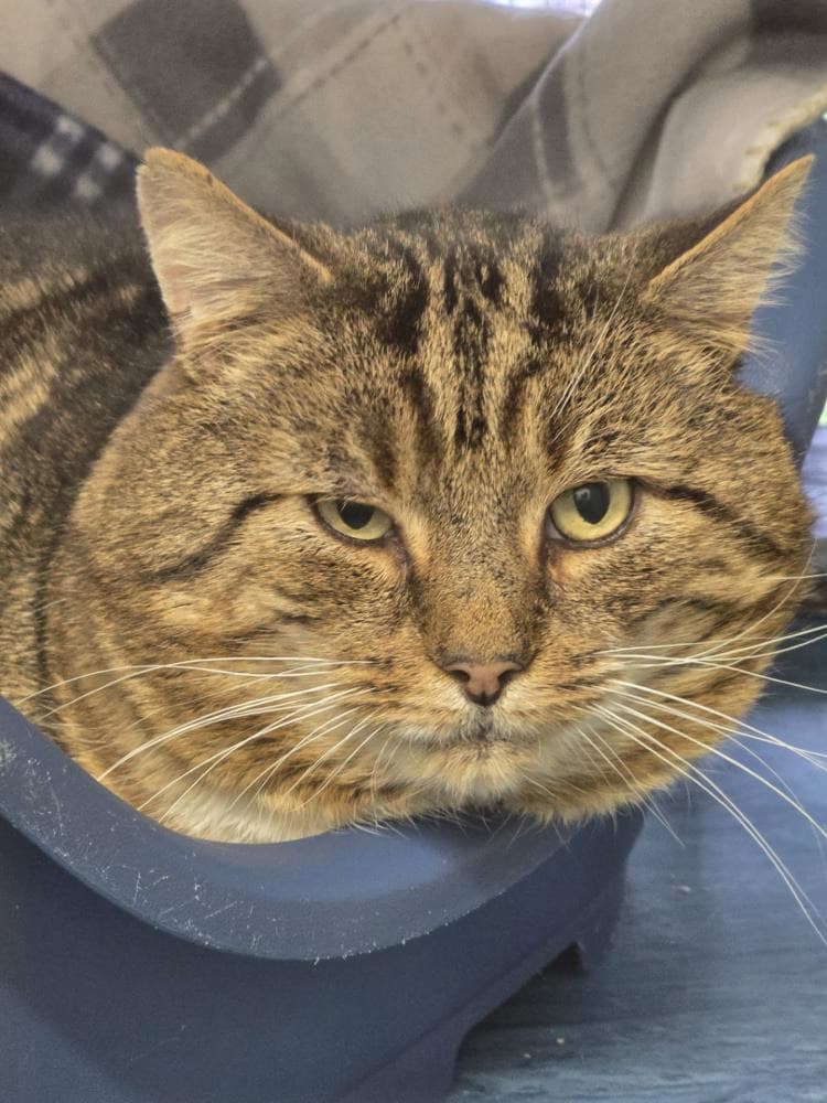 Tom — Domestic Cat