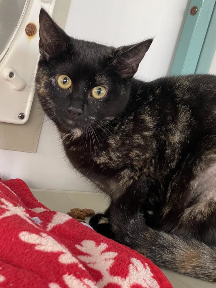 Billie — Domestic Cat