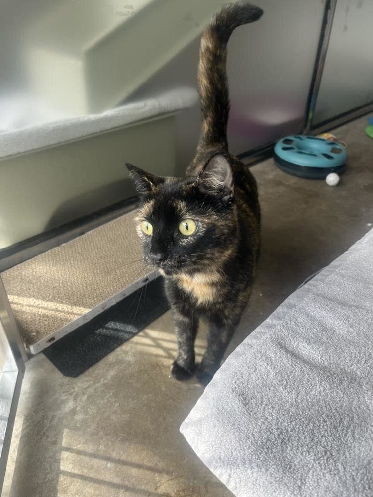 Salsa — Domestic Cat