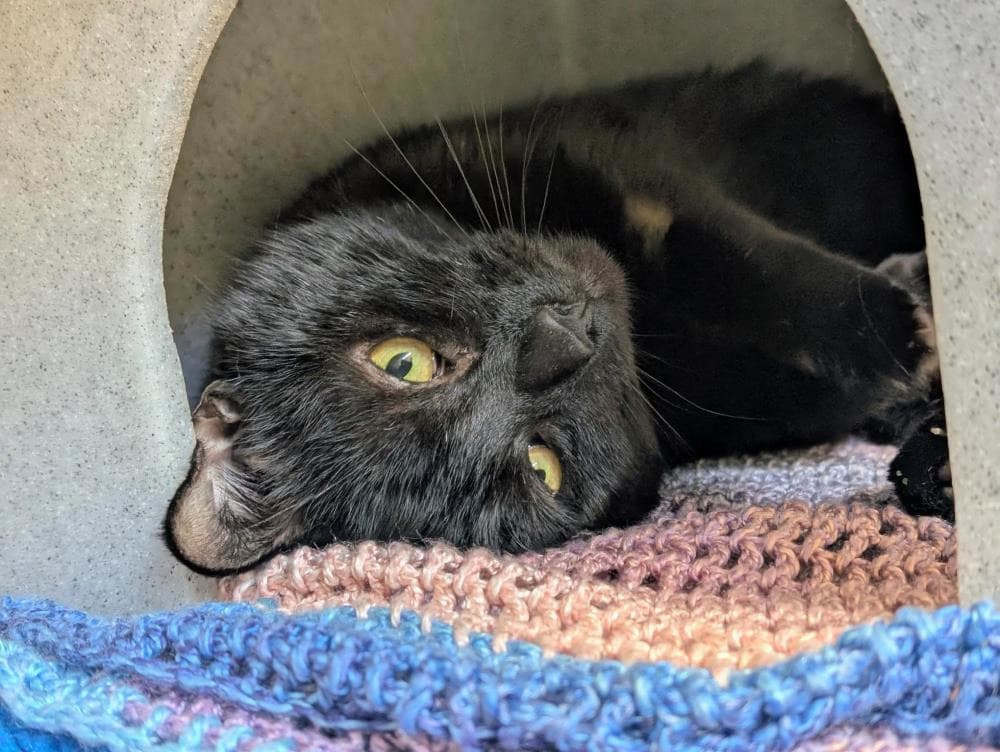 Victor — Domestic Cat