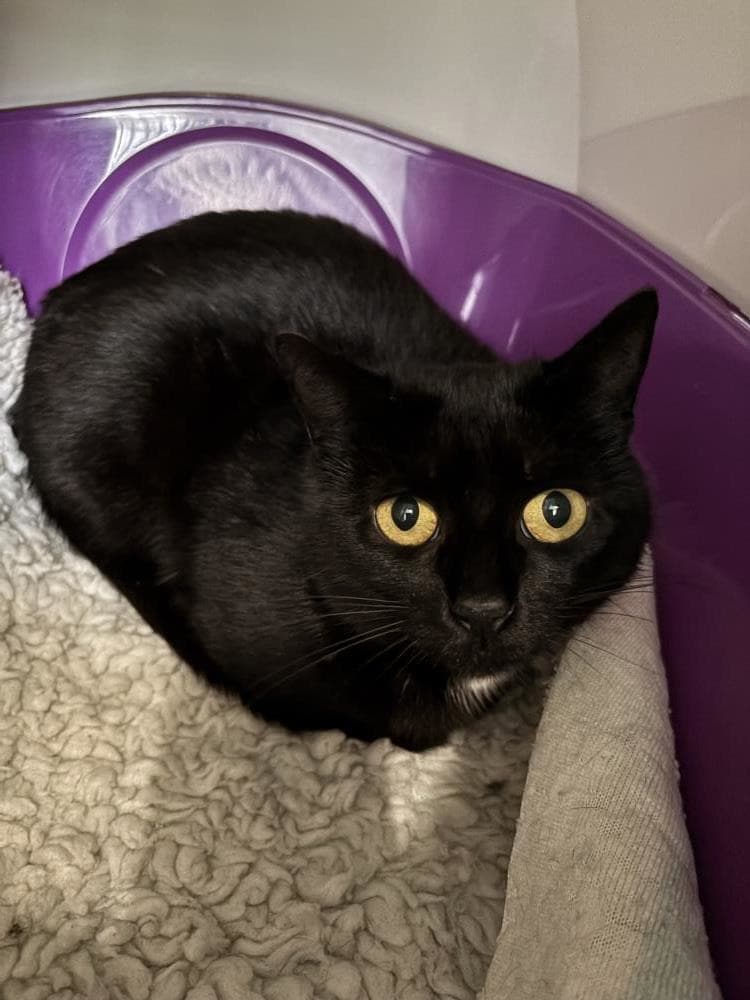 Polly — Domestic Cat