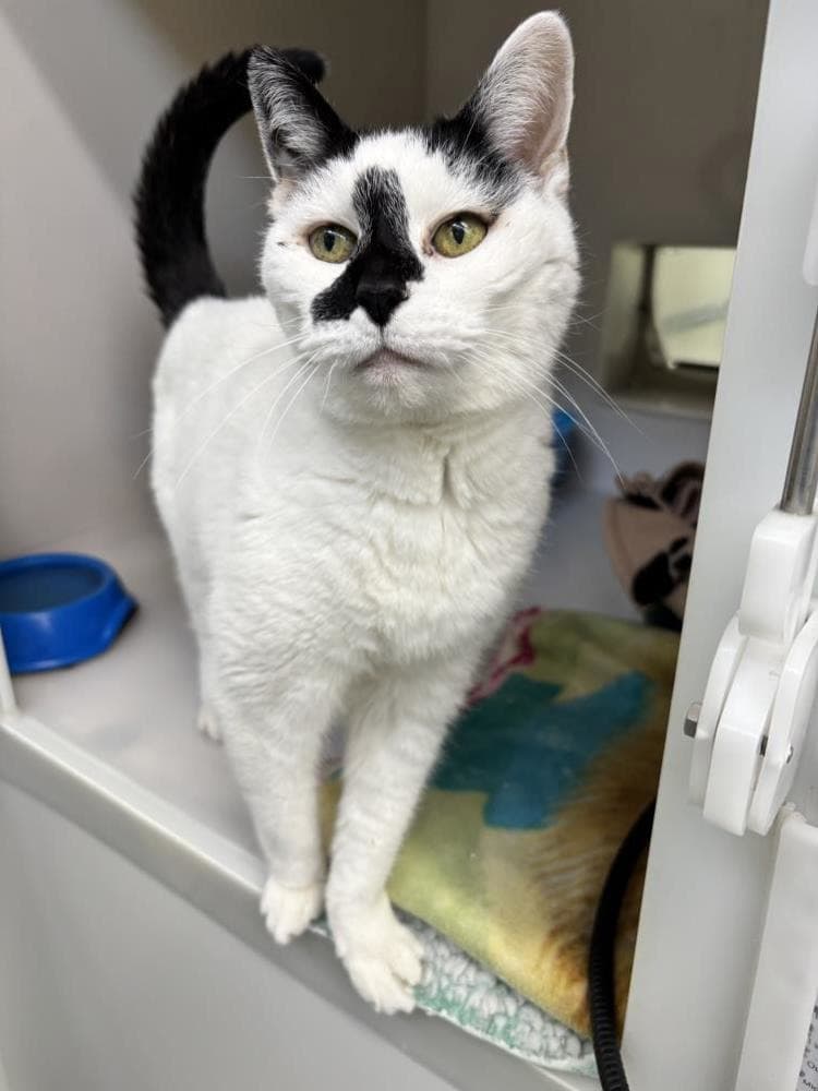 Missy — Domestic Cat