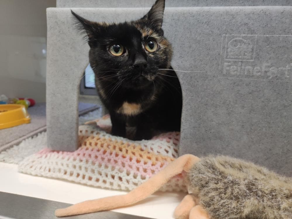 Lily — Domestic Cat