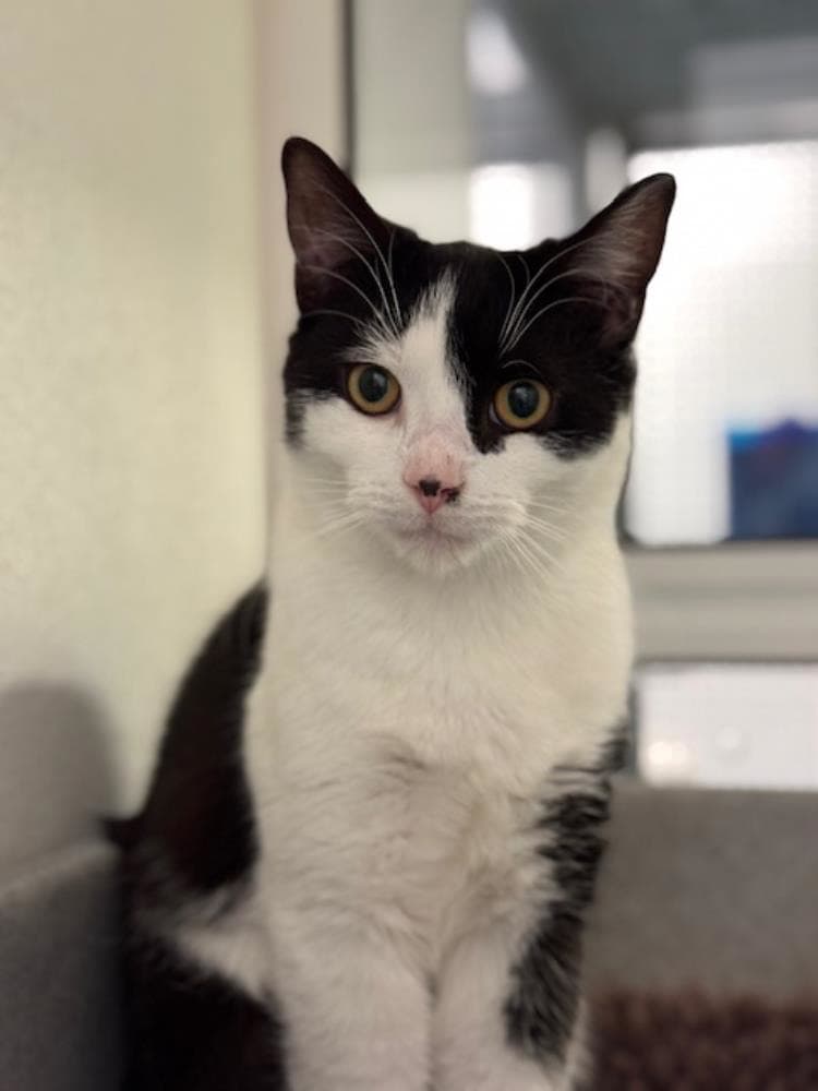 Dawson — Domestic Cat