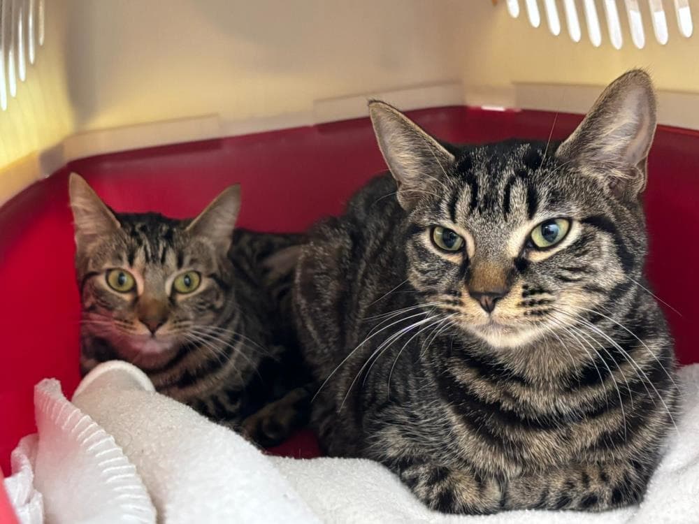 Crab Apple and Plum — Domestic Cat