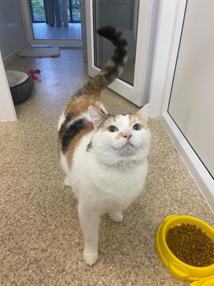 Angel — Domestic Cat