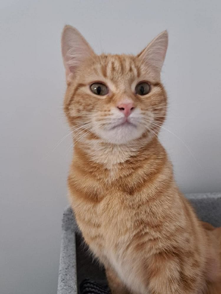 Felix — Domestic Cat