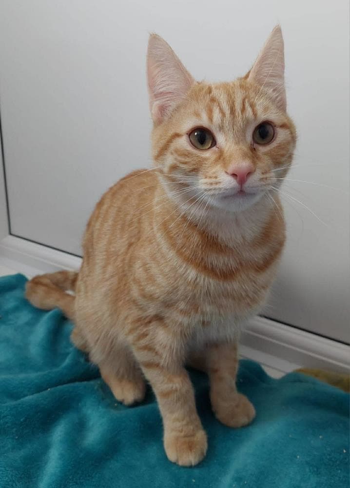 Suzie — Domestic Cat