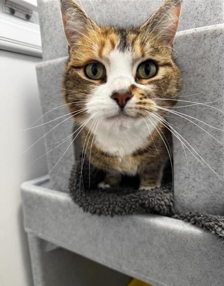 Ruby — Domestic Cat