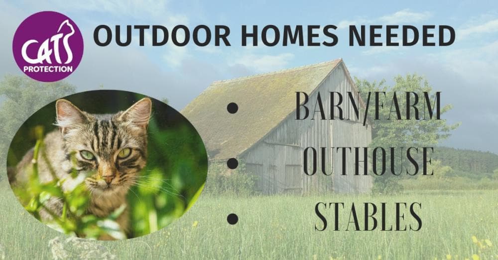 Marsha — Domestic Cat