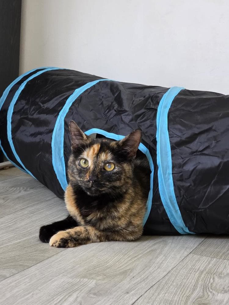 Bubbles and Sprinkles — Domestic Cat