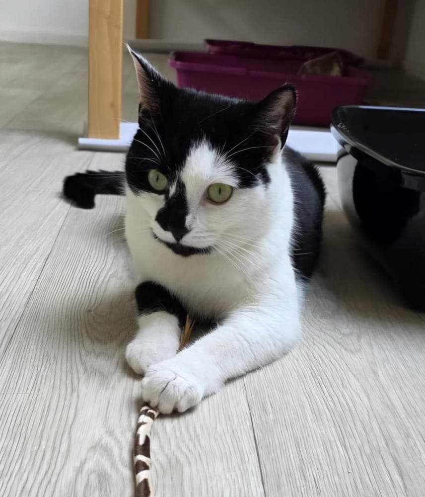 Sprinkles and Bubbles — Domestic Cat