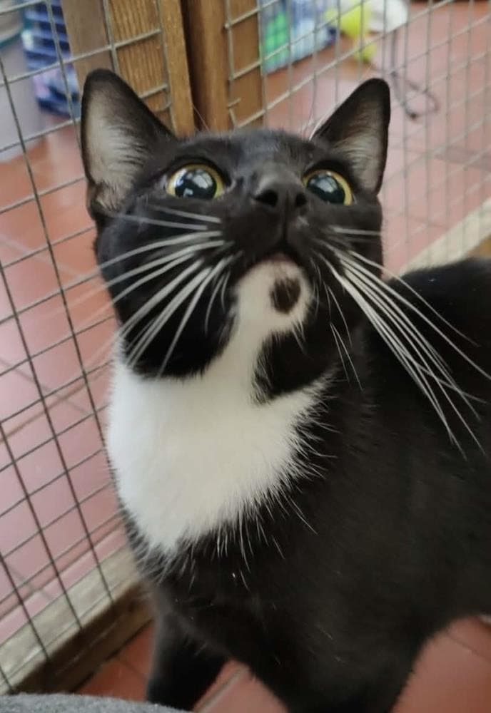 Binx — Domestic Cat