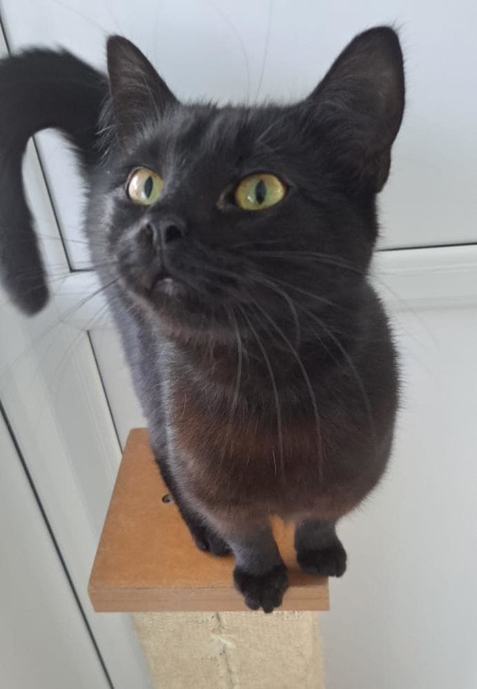 Hyacinth — Domestic Cat