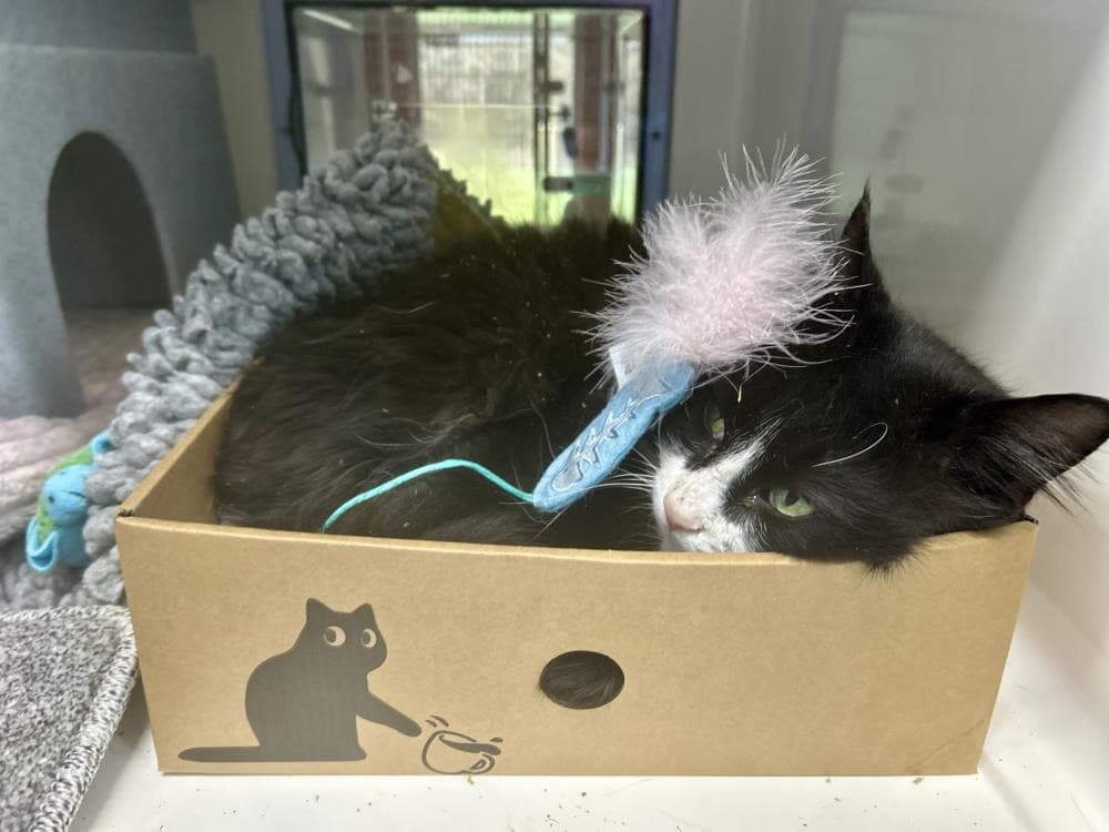 Mr Bojangles — Domestic Cat