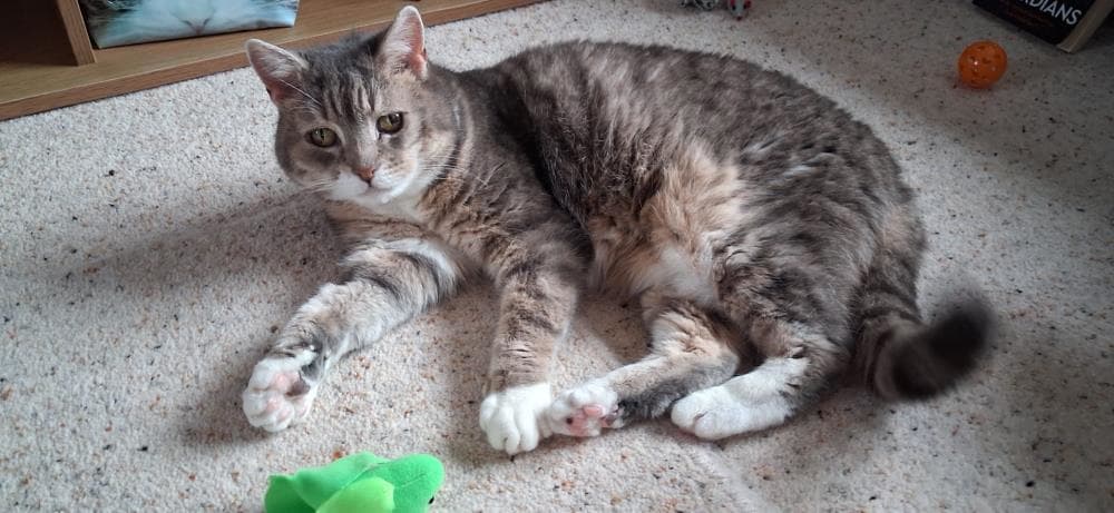 Pusspuss — Domestic Cat